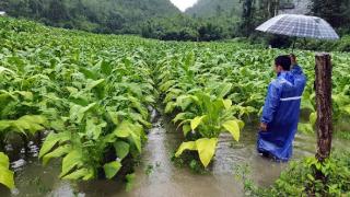 广西河池烟草：风雨无情人有情 主动作为暖民心