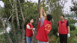 丹阳街道姬庄社区在洙水河畔投放100多根防溺水救援竹杆保安全