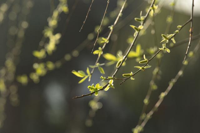 荠菜香椿靠边站，抓紧吃“树上第一鲜”，鲜嫩营养，正当季