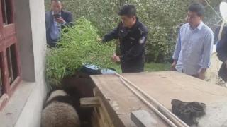 陕西周至村民棚子里发现野生大熊猫熟睡中
