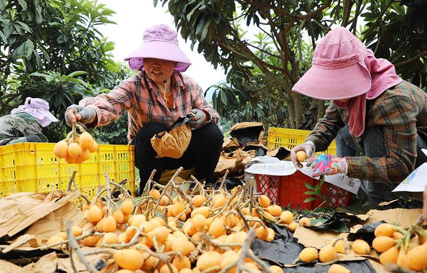 广西融安：枇杷丰收 日子香甜