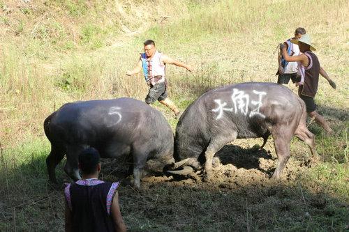 [泸州]古蔺：2023年彝族火把节“牛气冲天”斗牛争霸赛圆满落幕