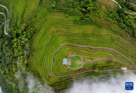 西藏墨脱：茶园飘香富山民