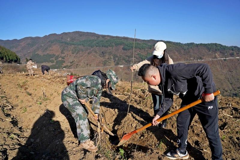 纳雍同步开展2024年义务植树活动