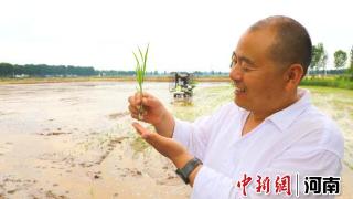 河南范县：水稻秧苗栽出“新花样”