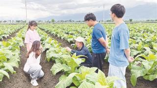 大理烟草科技小院打造洱海保护与生态高值农业协同发展模式