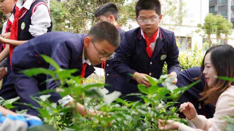 云南官渡：劳动课搬到“田间地头” 小学生采摘“劳动成果”送给老人