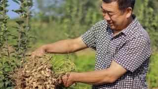 河北博野：花生喜丰收 村民笑开颜