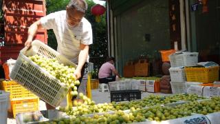 四川高县：李子迎丰收 村民笑开颜