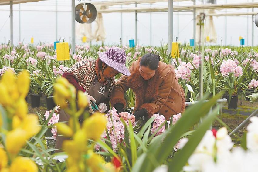 又到年宵花俏时