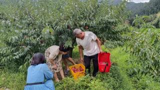 审计干部争当炎陵黄桃“推销员”