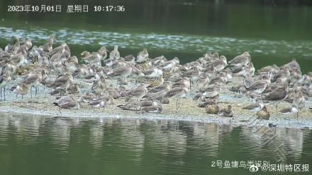 “鸟挤鸟”“排排睡”！深圳湾迎来今年首批南迁候鸟