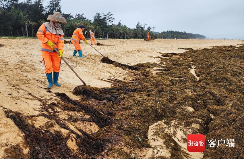 海口五源河湿地环卫工人清理海草