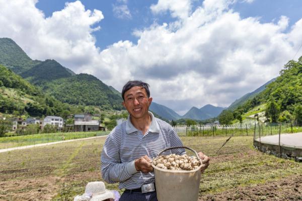 重庆巫溪县兰英乡贝母种植基地助力乡村振兴