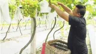 瓮安猴场松坪：葡萄成熟上市