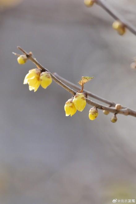 寒冬中的一抹春色——腊梅花