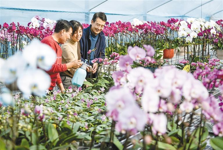 蝴蝶兰绽放春节市场 开出乡村振兴“致富花”