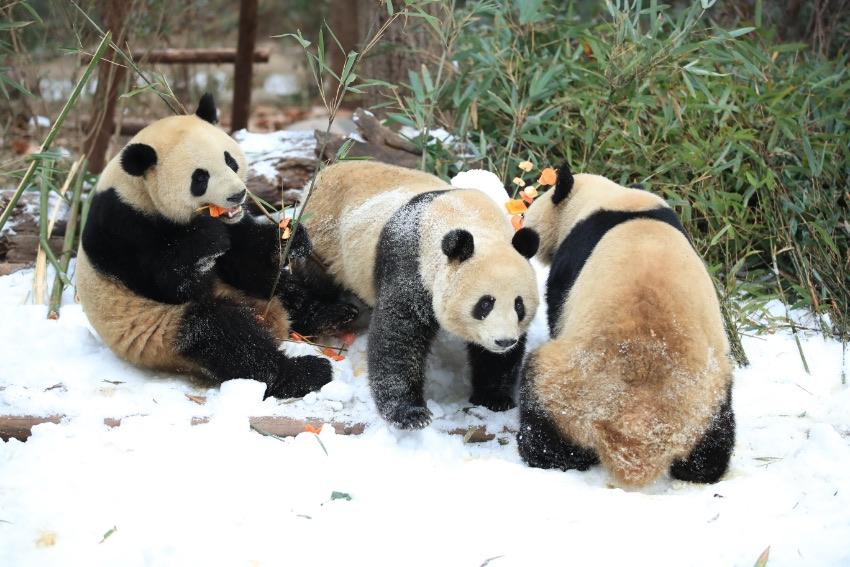 四川成都：大熊猫尽情雪地撒欢