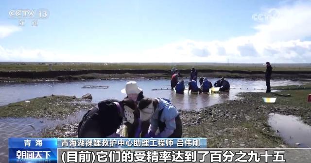 青海湖上万条湟鱼进入洄游高峰期