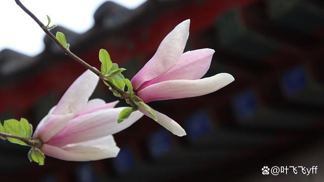 “花心”的女人，其实是有这些“共性”的