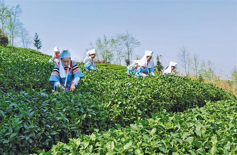 茶起源， 从世界第一颗被发现的茶籽化石说起