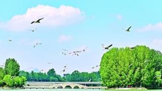 山东青州：暮春时节，水鸟飞舞