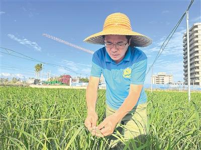 南繁热土育良种