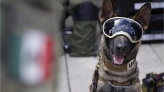 多伦多市长竞选火爆！候选者包括一只搜救犬