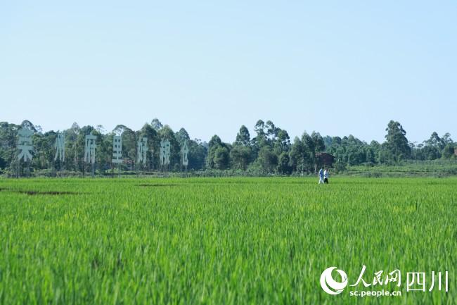 自贡荣县新晋网红地：绿油油的稻田等你打卡！