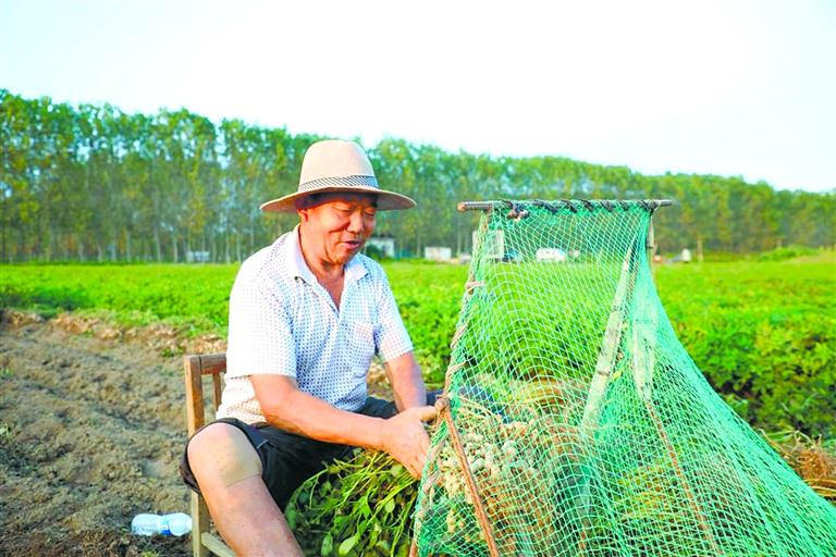 小花生变成  富民产业“金豆豆”