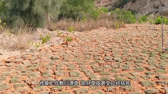 中央督察组点名福建南安：督察进驻前夕突击种树铺草，部分已枯死