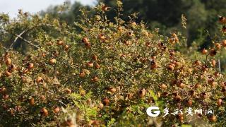 长顺摆所镇：好花开在刺梨蓬 长出群众增收果