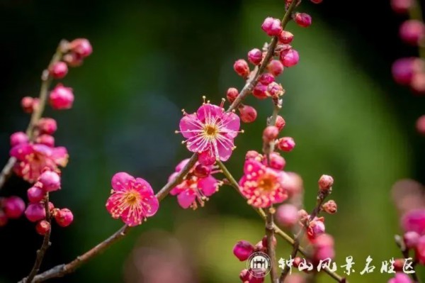 美了！梅花山喜得新花伴新年