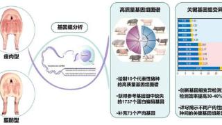 科技观察｜想吃到更香的国产猪肉？“密码”在猪种基因里