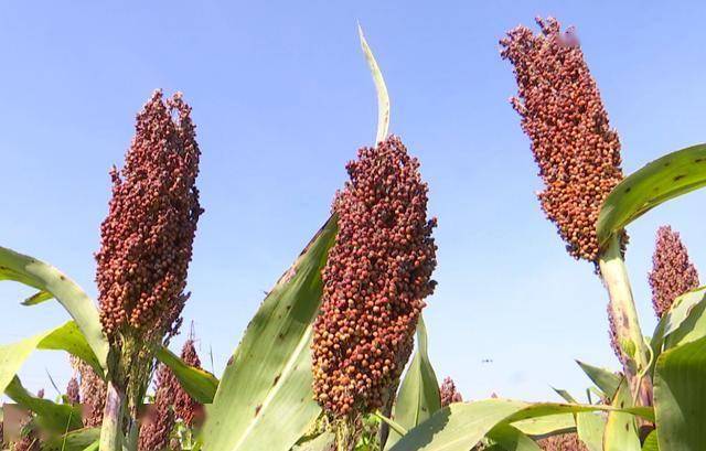 常见 6 种入侵植物，专和本土植物 “撞脸”，你分得清吗？（一）