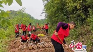 广元昭化：林下有“道”妙计生“金”