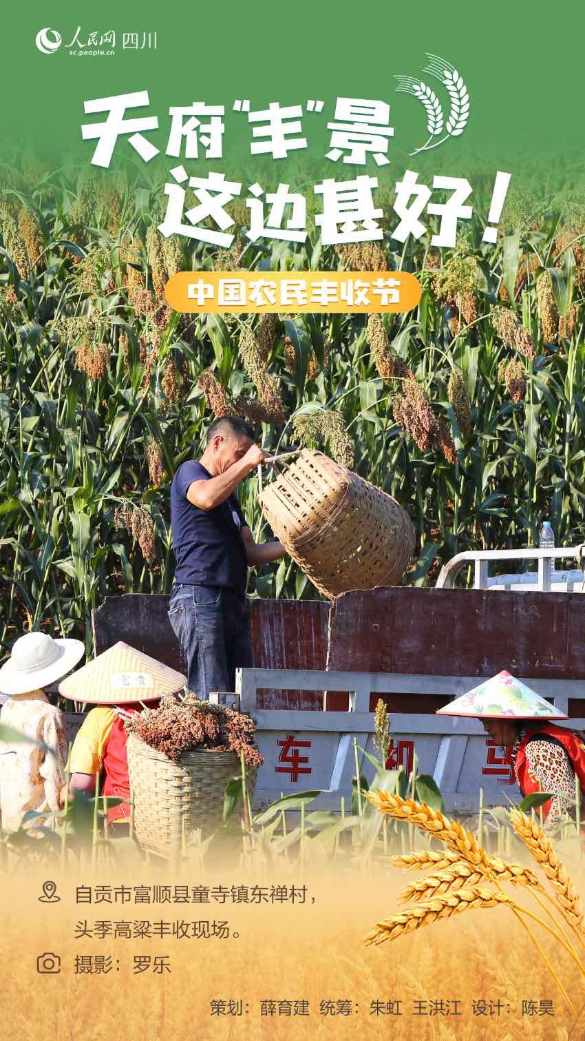 迎丰收 看天府｜沃野千里秋收忙