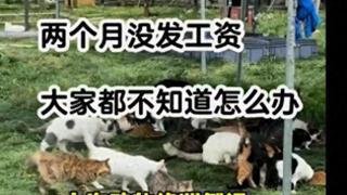 上海动物绿洲倒闭800只流浪猫无家可归？基地：有400多只猫，员工均在岗