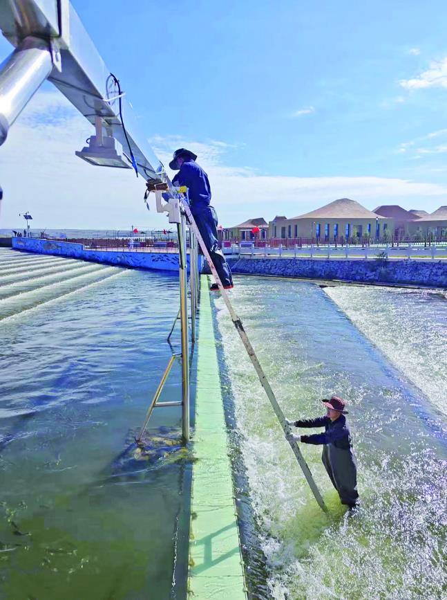 青海湖裸鲤救护中心队员河道进行湟鱼人工授精