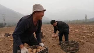 保定竞秀农超对接让蔬菜“滞销”变“直销”