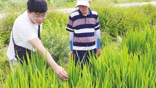 指导服务水稻病虫害防治