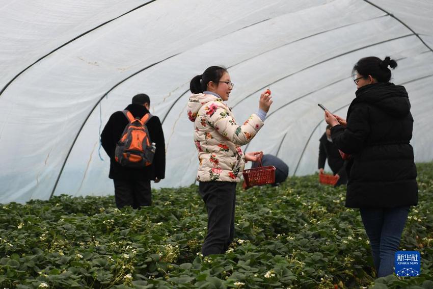 乘着公交去摘草莓