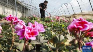 遵化积极应对低温冰冻天气保障花卉市场供应