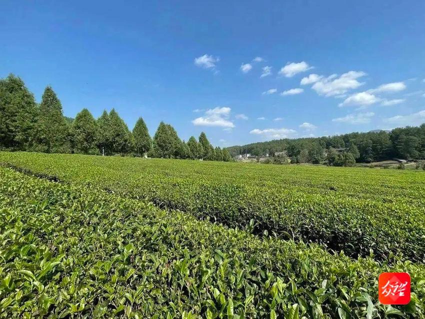 贵州思南：生态茶名传山外香飘四海