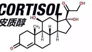减脂的关键：降低皮质醇