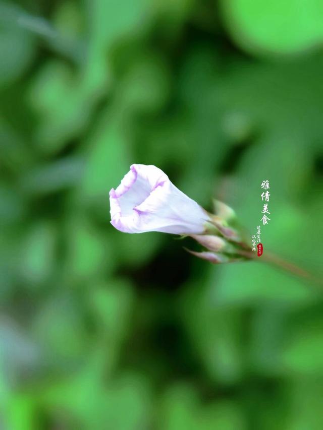 俗称‘打碗花’，又叫‘牙痛草’，胡萝卜素含量高，是白菜的20