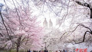 纽约民众中央公园赏樱