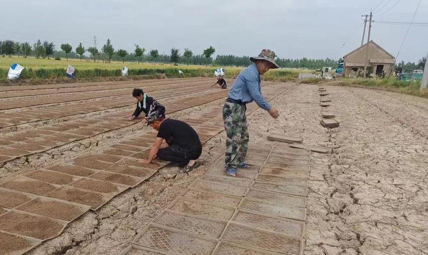 山东省首单商业性水稻秧苗期降雨指数保险和商业性水稻秧苗种植保险落地临沂市郯城县