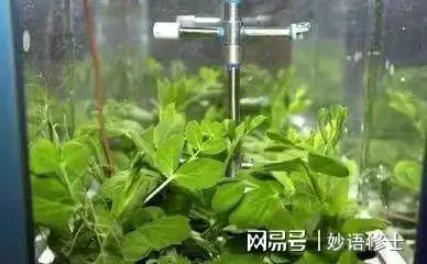 到底该如何在月球种菜？中国研究人员已经试过了