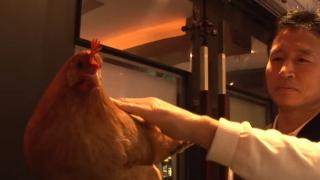 韩国炸鸡店，雇了一只公鸡当“鸡店长”，饭店天天爆满